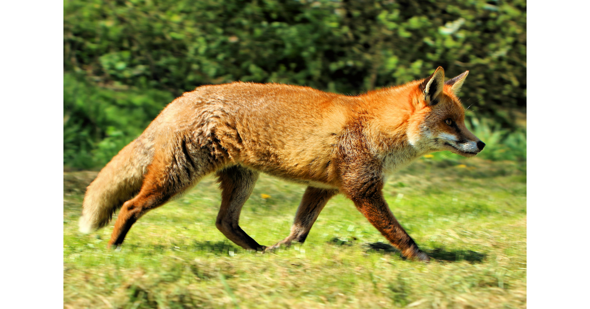 Fox_1200x628